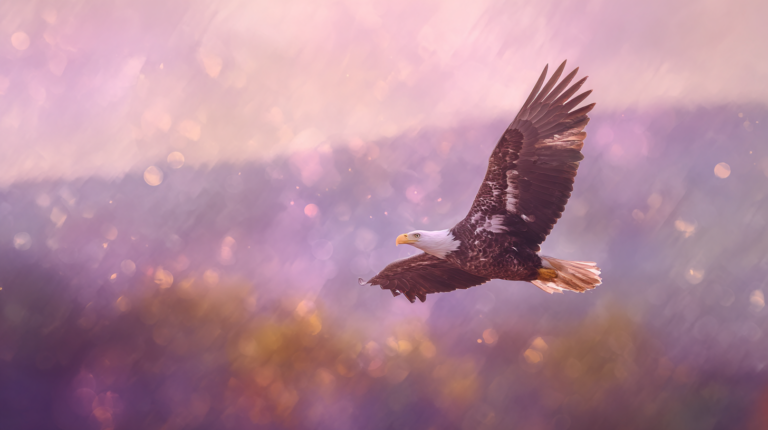 A bald eagle soaring with wings spread wide against a soft purple and gold bokeh sky.