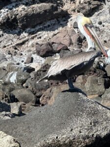 A brown pelican stands on dark volcanic rock at Playa Pichilingue, its yellow head and red-pouched beak visible against the rocky shoreline and crashing waves.