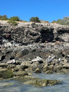 Several pelicans and seabirds rest on dark volcanic rocks at the water's edge, with a rugged hillside and blue sky in the background at Playa Pichilingue, Mexico.