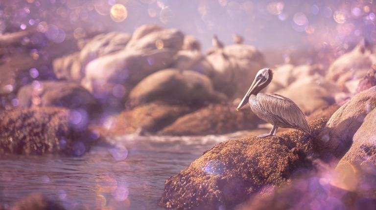 A pelican stands on a mossy rock at the water's edge, surrounded by soft purple bokeh light and golden lens flares, with more rocks and birds blurred in the background.